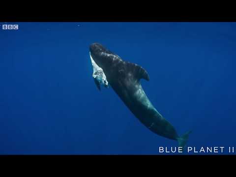 Mother pilot whale grieves over her dead calf - The Blue Planet II: Episode 4 preview - BBC